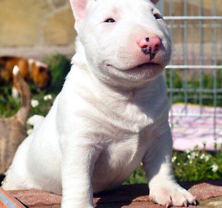 San Juan del Río sede del mundial de fútbol