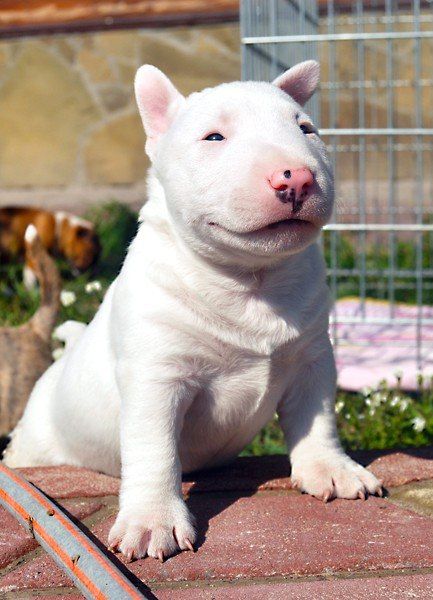 San Juan del Río sede del mundial de fútbol